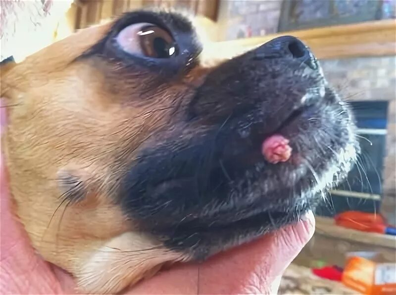 Клещ на носу фото Wart on Our Puggle's Chin - Organic Pet Digest