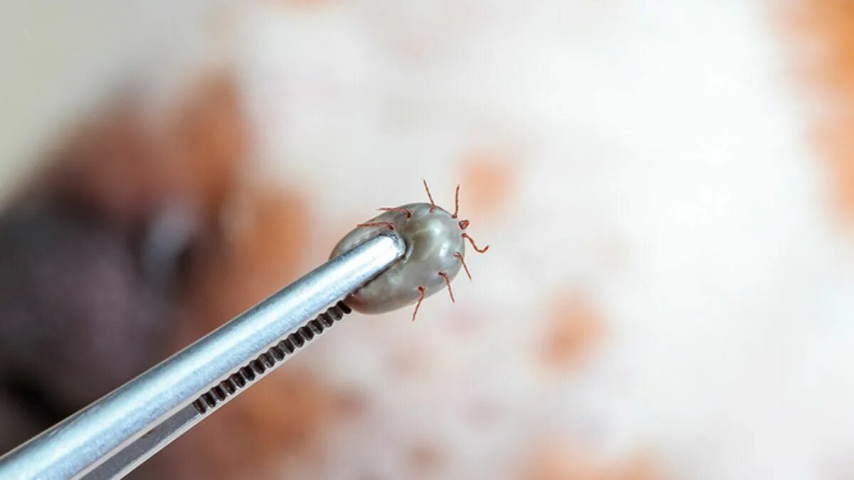 Клещ на носу фото What to Do When You Find a Tick in Your House Ticks in house, Ticks, Clean house