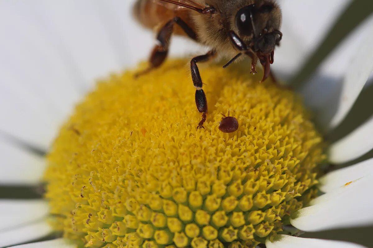 Клещ на пчеле фото как выглядит Devastating mites jump nimbly from flowers to honeybees Cornell Chronicle