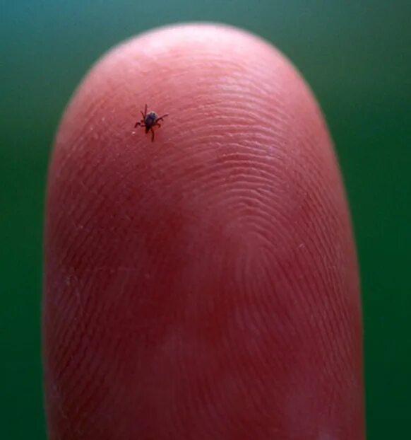 Клещ на руке фото Tick Talk - Tisserand Institute