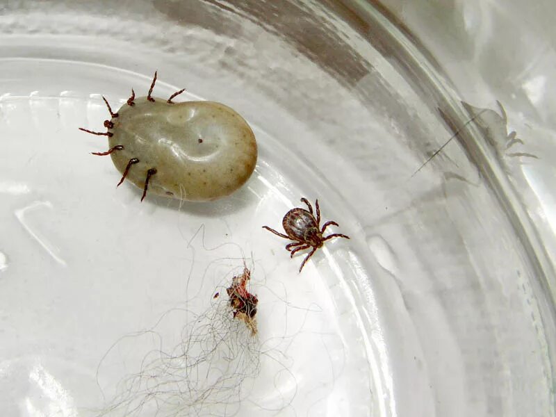 Клещ на рыбе как выглядит File:Ticks 1.jpg - Wikipedia