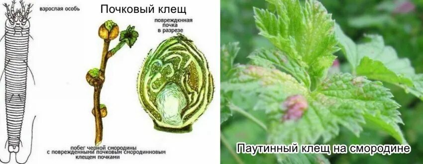 Клещ на смородине фото как выглядит Клещ на смородине фото - DelaDom.ru
