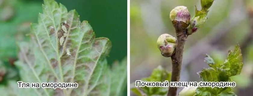 Клещ на смородине фото как выглядит Клещ на смородине фото - DelaDom.ru
