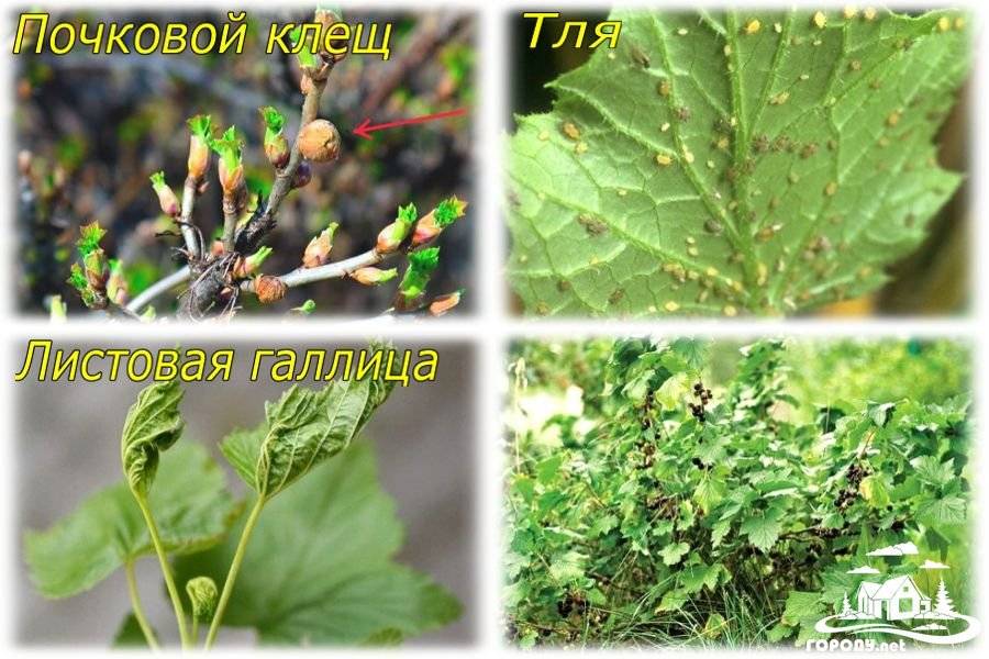Клещ на смородине фото как выглядит Клещ на смородине фото - DelaDom.ru