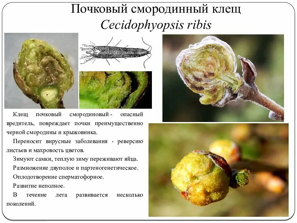 Клещ на смородине фото как выглядит Кипятим, моем, отпаиваем - Чем обработать СМОРОДИНУ от болезней и вредителей вес