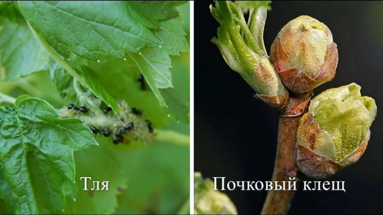 Клещ на смородине фото как выглядит Клещ на смородине фото - DelaDom.ru