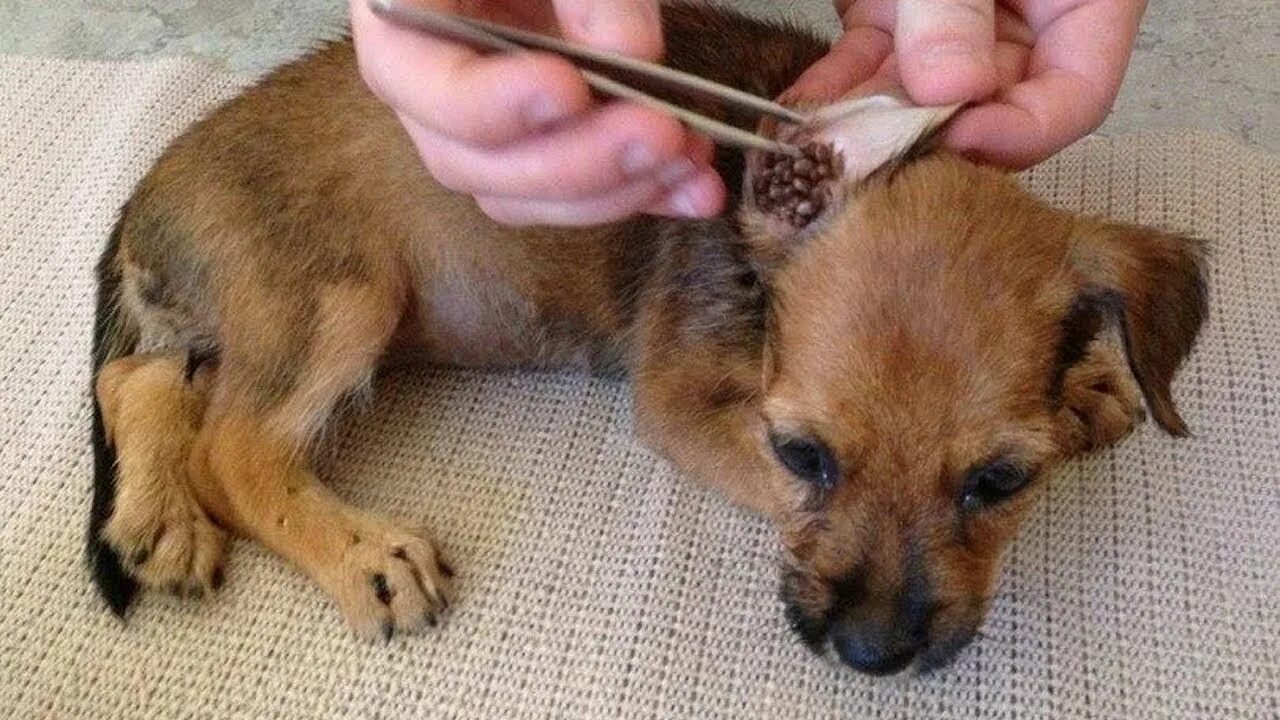 Клещ на собаке фото что делать tick removal Poor Dog how to remove tick on Poor Dog #9 - YouTube