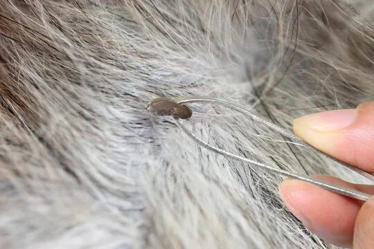 Клещ на собаке фото что делать Leech Изображения: просматривайте стоковые фотографии, векторные изображения и в