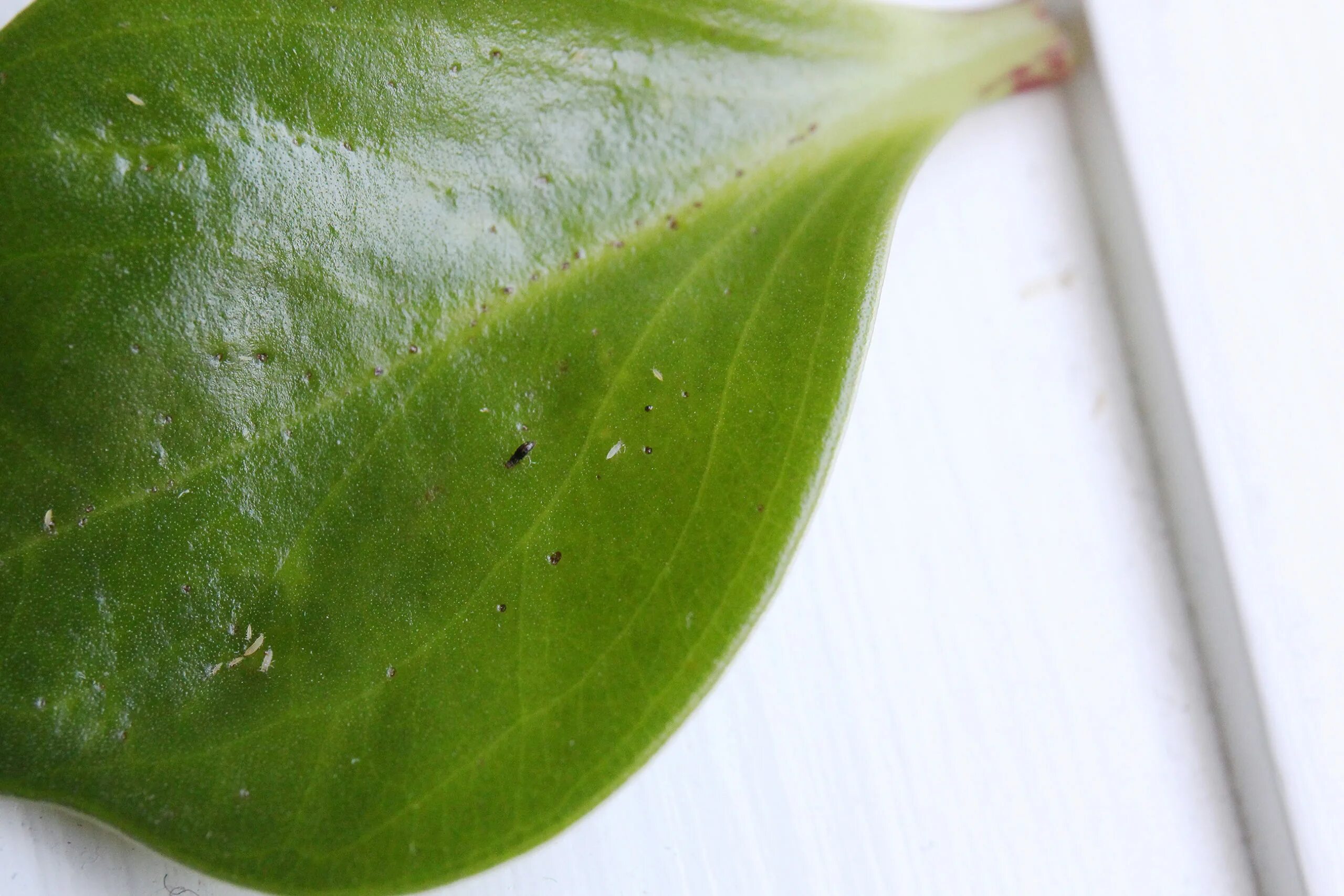 Клещ на спатифиллум фото Thrips on Houseplants: A Gallery - House Plant Journal