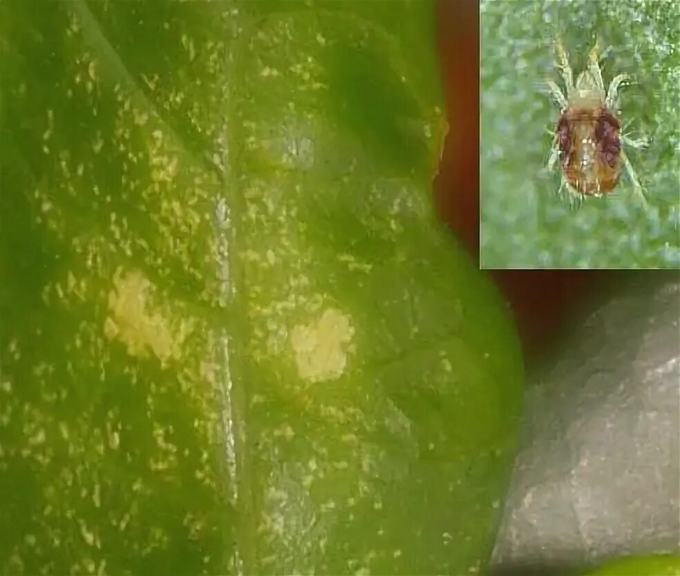 Клещ на спатифиллум фото Ruellia - Acanthaceae - Como curar y cultivar las plantas de Ruellia