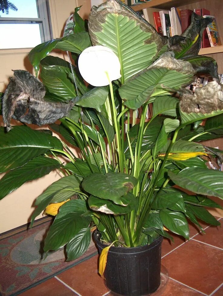 Клещ на спатифиллум фото Spathiphyllum Leaf Problems - Peace Lilies With Brown And Yellow Leaves Lily pla