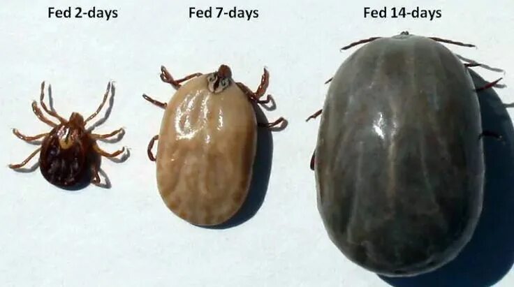 Клещ на спине фото Facts About Ticks: Everything You Need to Know for a Tick-Less Life - Pest Hacks