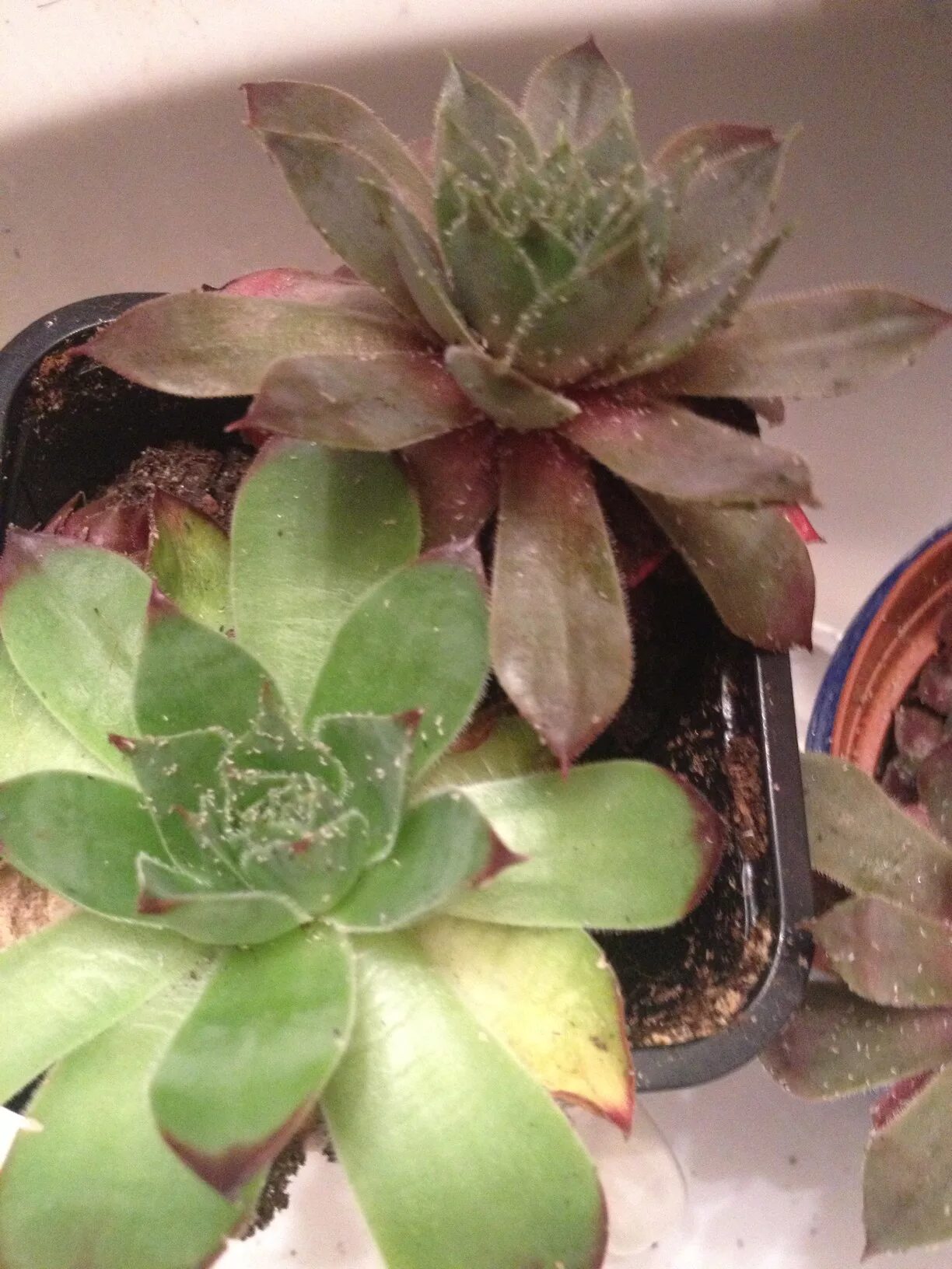 Клещ на суккулентах фото pest control - What are these white arthropods infesting my succulents? - Garden