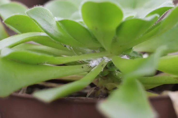 Клещ на суккулентах фото How to Save your Succulents from Mealybugs - Needles + Leaves Succulents, Propag