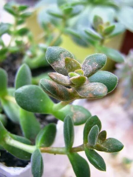 Клещ на суккулентах фото Паутинный клещ : Succulent site