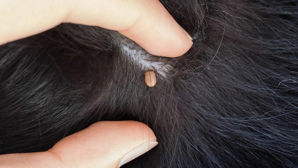 Клещ на теле собаки фото Ticks found on 'one third' of dogs, researchers say - BBC News