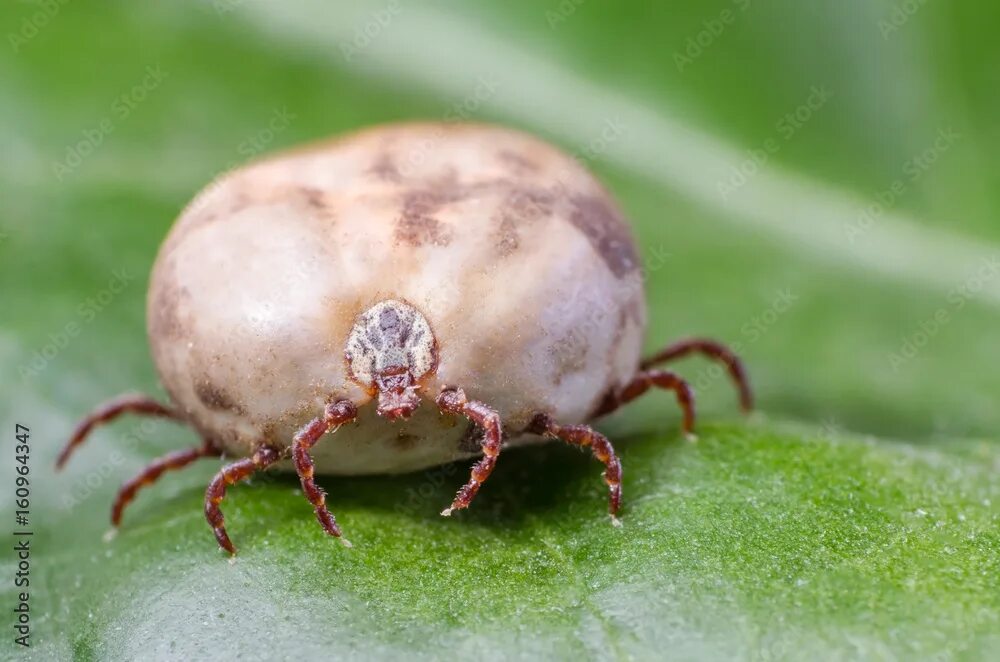 Клещ на траве фото Filled with blood the tick sits on a green leaf фотография Stock Adobe Stock