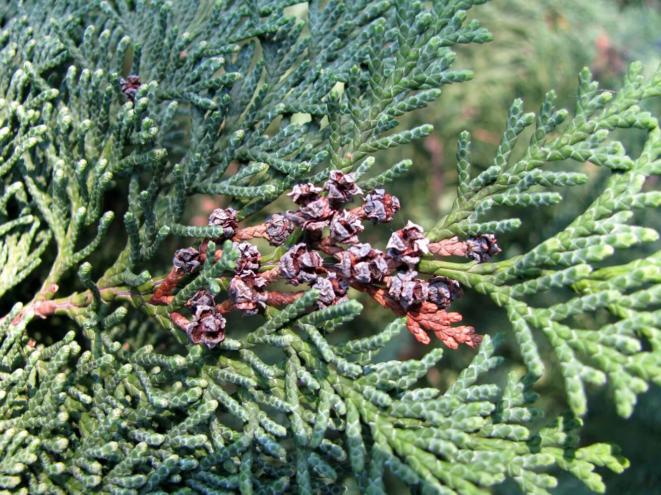 Клещ на туе фото Chamaecyparis lawsoniana - Image of an specimen - Plantarium