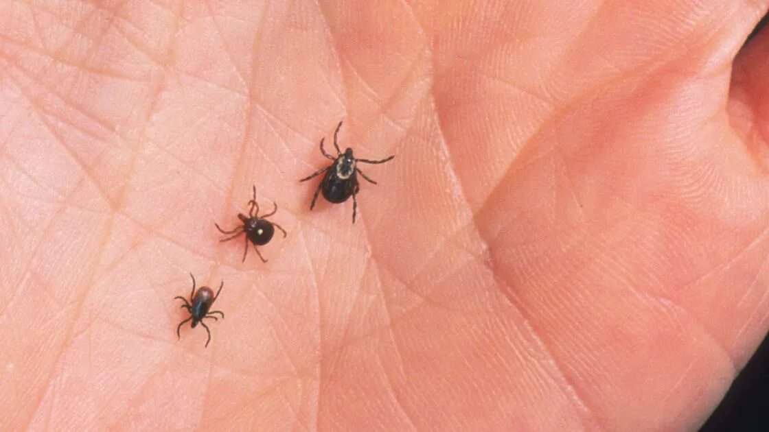 Клещ на урале фото Pin on Lyme Disease Research