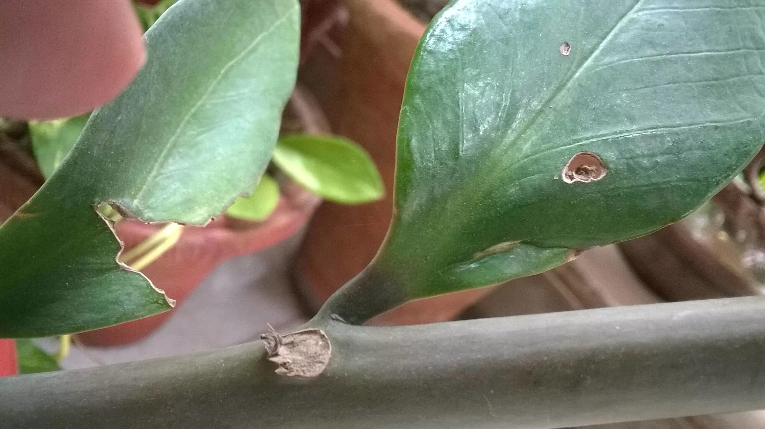 Клещ на замиокулькас фото diagnosis - Why does my new ZZ plant have yellow and broken leaves? - Gardening 