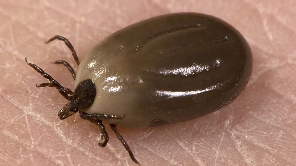 Клещ надутый фото Scotland hit by tick disease explosion ...now there's FIVE times more cases than