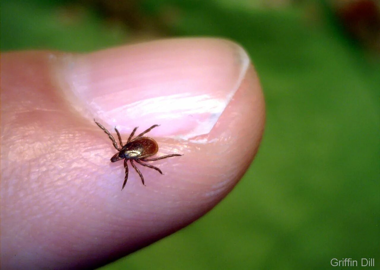 Клещ оранжерейный фото Tick Photos - Cooperative Extension: Tick Lab - University of Maine Cooperative 