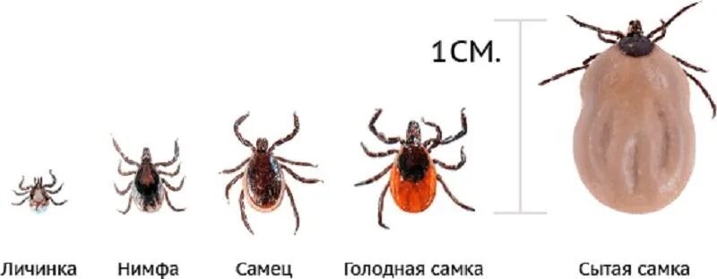 Клещ по дням как выглядит Будьте внимательны, начинается сезон клещей С наступлением весны просыпаются кле