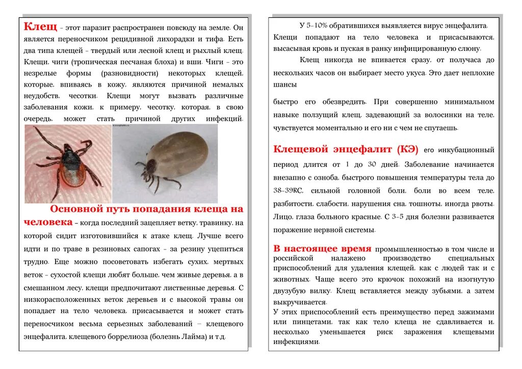 Клещ по дням как выглядит Картинки ЖИЗНЬ КЛЕЩА