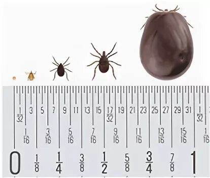 Клещ по дням как выглядит Tick Box Tick Control System