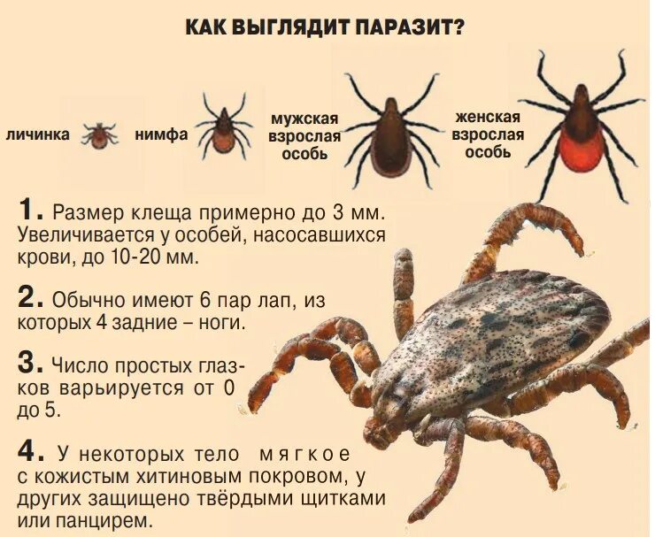 Клещ по дням как выглядит Атака кровососов. Как не стать жертвой клеща? Общество Селдон Новости