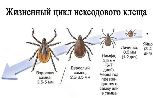 Клещ по дням как выглядит Что делать если укусил клещ?