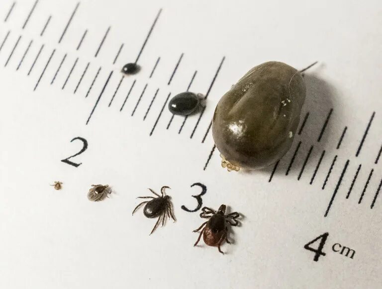 Клещ по дням как выглядит united states - What is this tiny round shiny black bug that bites? - The Great 