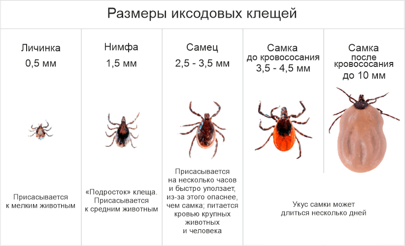 Клещ по дням как выглядит К какому виду относится клещ: найдено 90 изображений