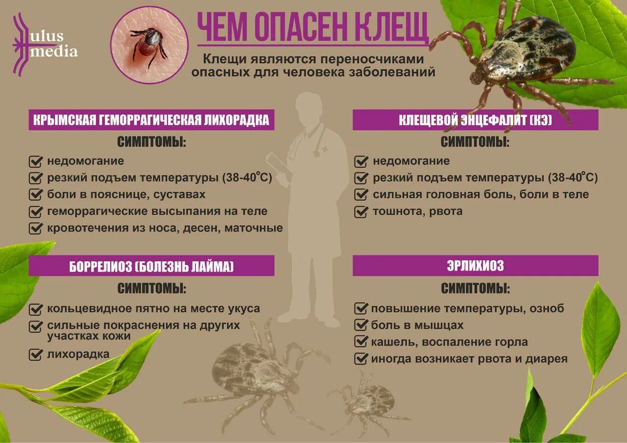 Клещ по дням как выглядит #14988 post - Газета "Амма оло5о" Амгинский улус (@amma_olo5o)