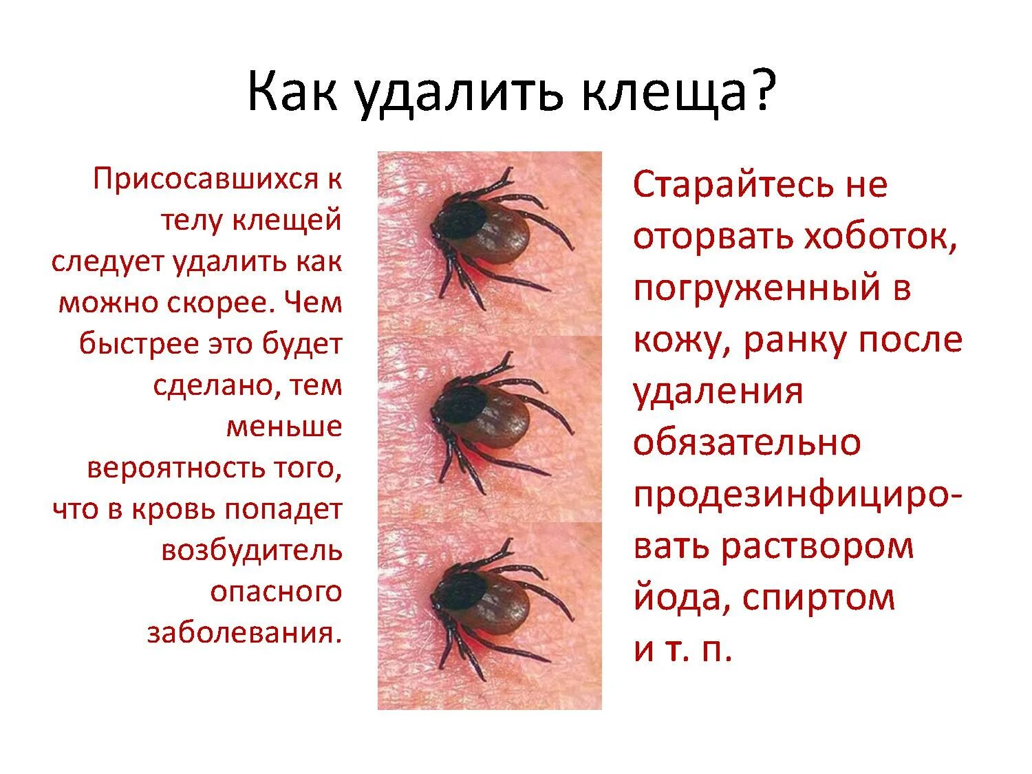 Клещ по дням как выглядит Новости