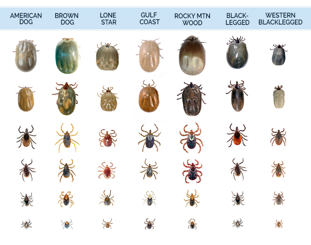 Клещ по дням как выглядит Tick Identification - What Do Ticks Look Like Tick bites on dogs, Types of ticks