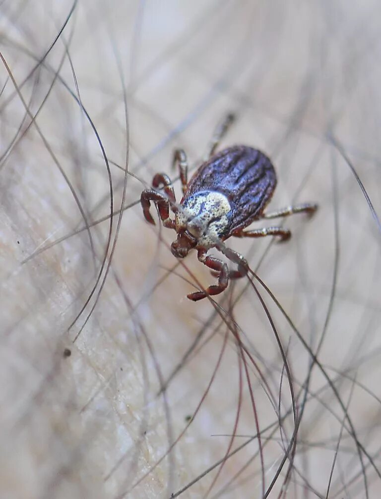 Клещ полосатый фото Иксодовые клещи (лат. Ixodidae) - Интересные животные