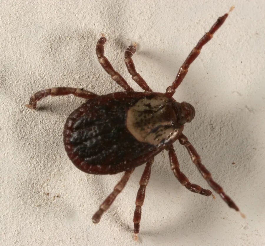 Клещ полосатый фото File:Dog tick 5148.jpg - Wikipedia