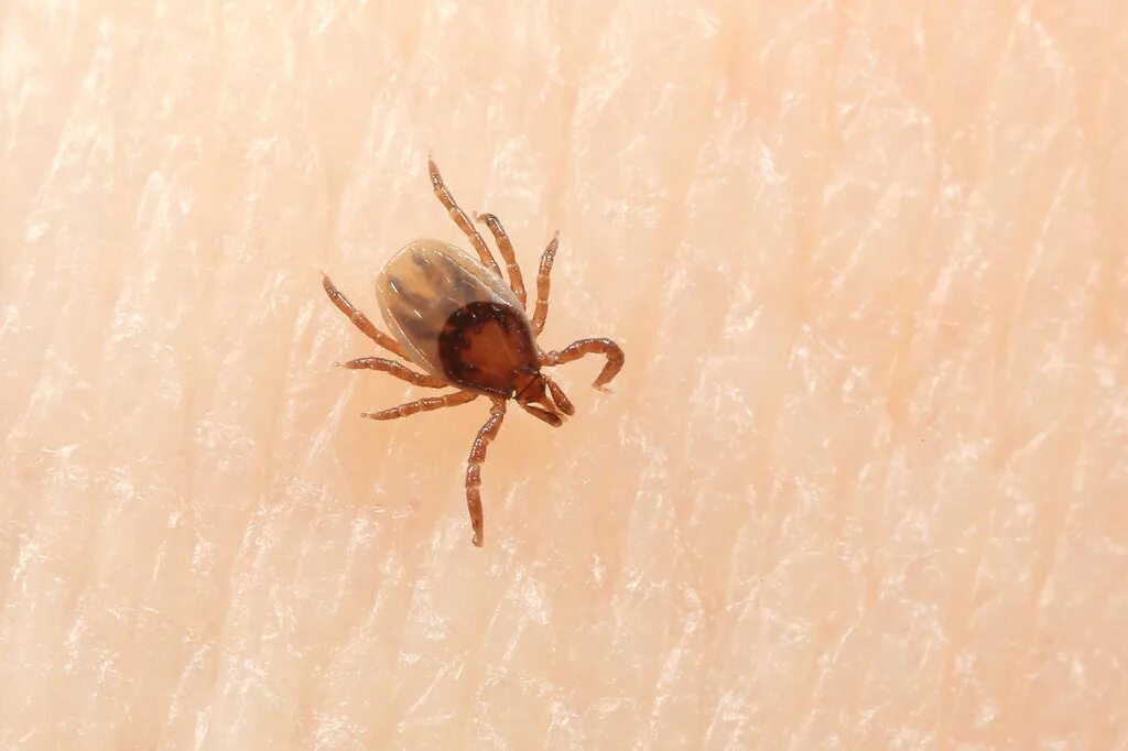 Клещ прозрачный фото Ixodes sp. (Ixodidae), juvenile female (2 mm) found in Ger. Flickr