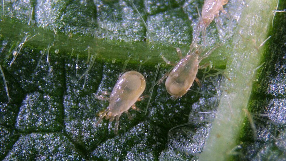 Клещ прозрачный фото Using tiny predators to tackle agricultural pests - BBC News