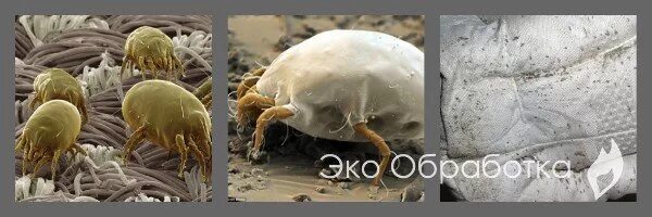 Клещ пылевой постельный фото Дезинсекция от клещей ? Обработка квартиры от клещей Эко-Обработка