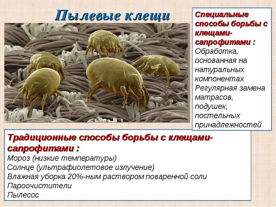 Клещ пылевой постельный фото Описание и фото пылевых клещей