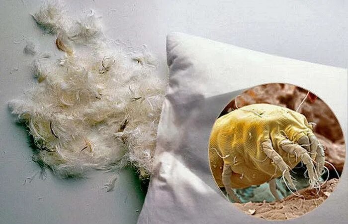 Клещ пылевой постельный фото Постельные клещи: описание, чем опасны для человека, признаки, способы борьбы