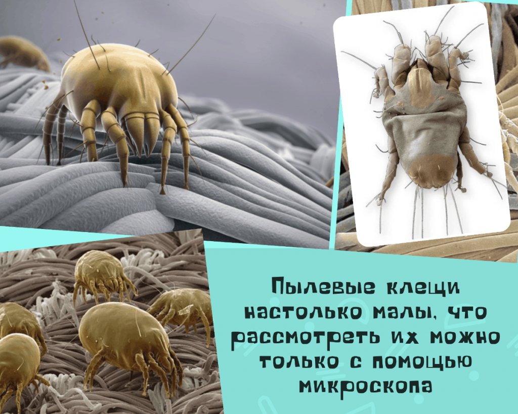Клещ пылевой постельный фото Насколько опасны постельные клещи. Как бороться с паразитами. Астропрогнозы Дзен