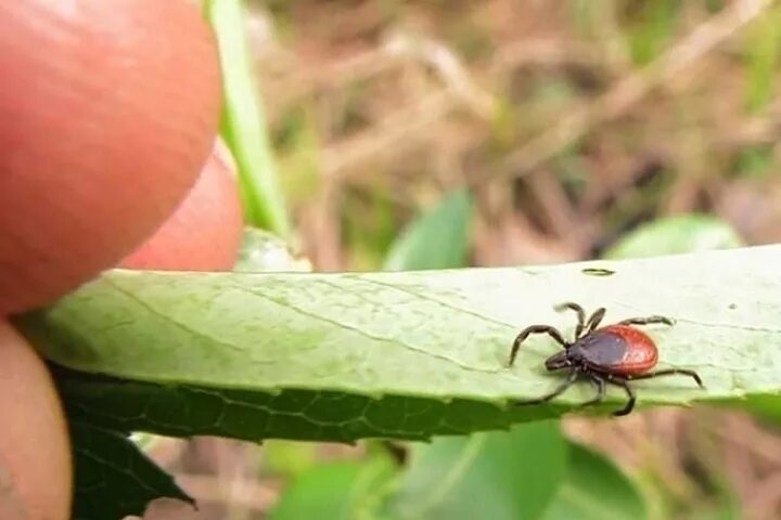 Клещ ростовская область фото В Оренбургской области этой весной клещи укусили 898 человек - МК Оренбург