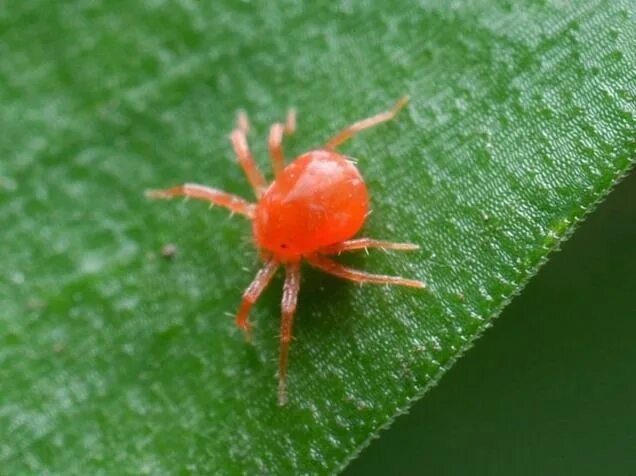 Клещ садовый фото Cuáles son las plagas más comunes en tu jardín? Harmful insects, Beneficial inse