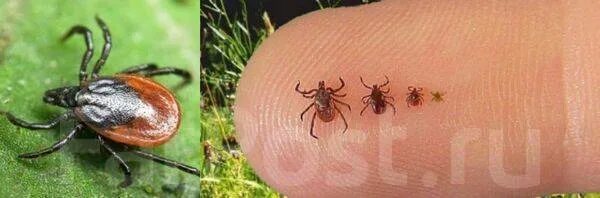 Клещ садовый фото Уничтожение Клещей Клопов Тараканов Запахов Плесень Осы Травить Травля во Владив