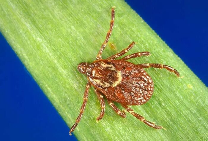 Клещ сибирский фото Tick-borne diseases on the rise: Here's what to know about tick season in Ashevi