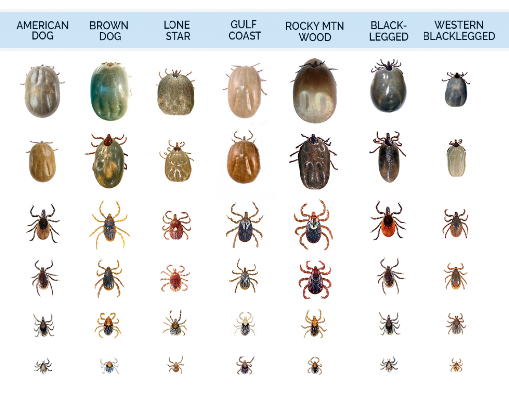 Клещ у человека фото Tick Identification - What Do Ticks Look Like Tick bites on dogs, Types of ticks