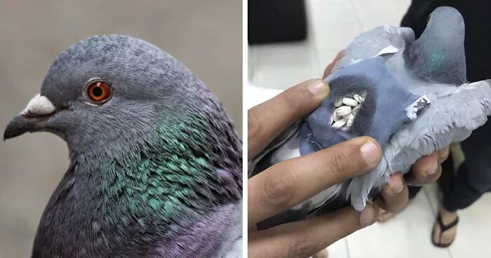 Клещ у голубей фото Pigeon Gets Caught Trying To Smuggle Almost 200 Ecstasy Pills Across The Border 